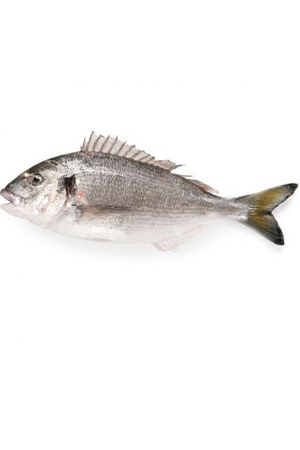 Organic Fish