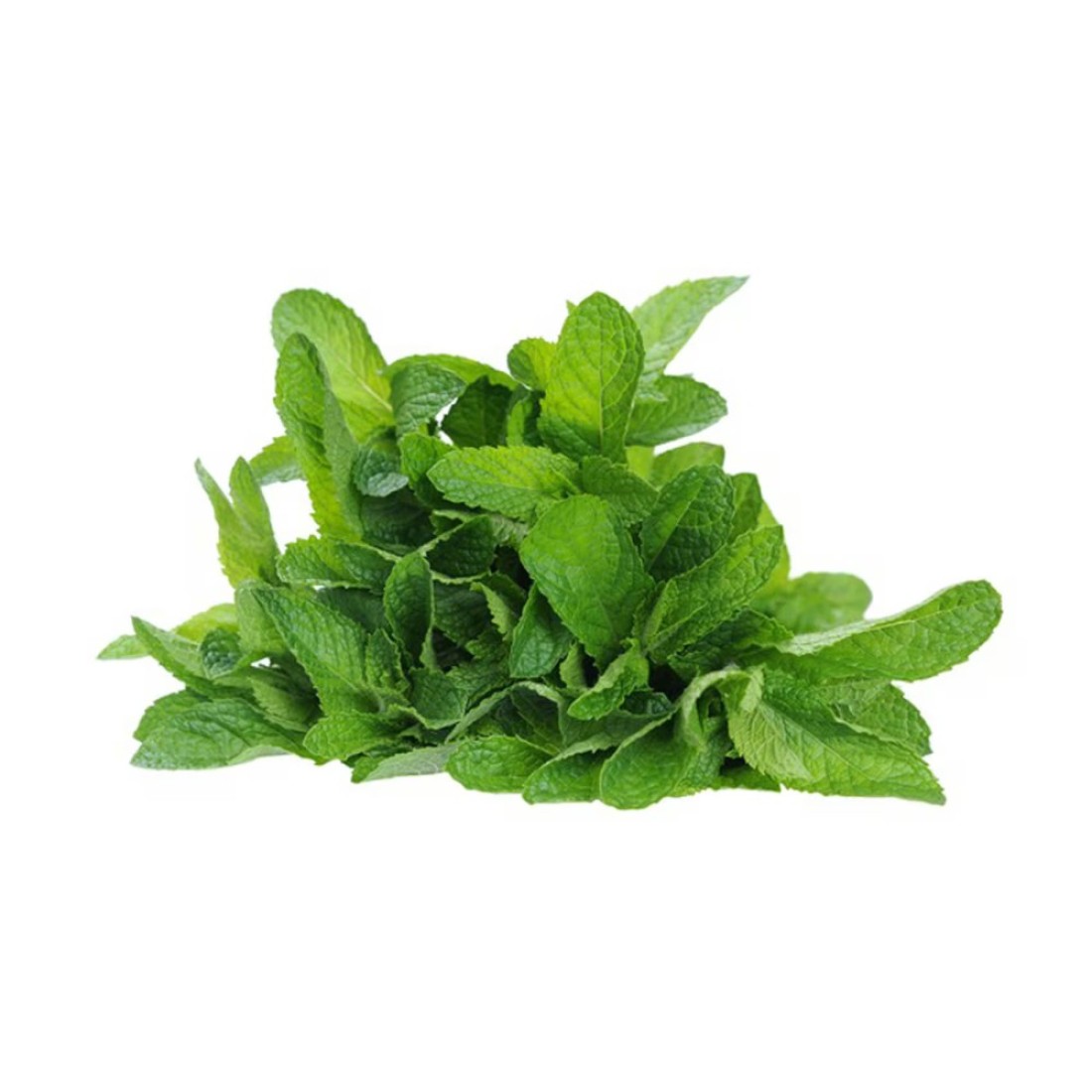 Premium Mint (Pudina)