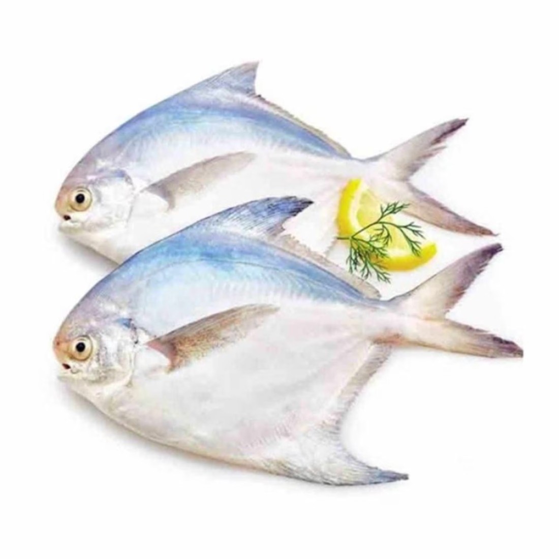 Silver Pomfret 200 to 300 g Fresh