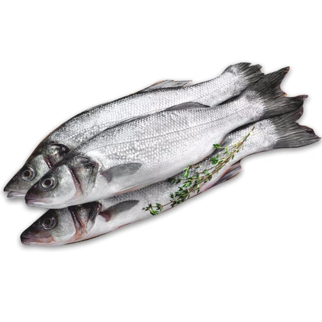 Fresh Sea Bass