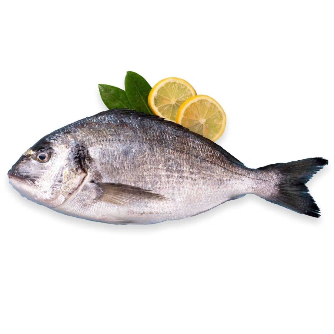 Fresh Seabream