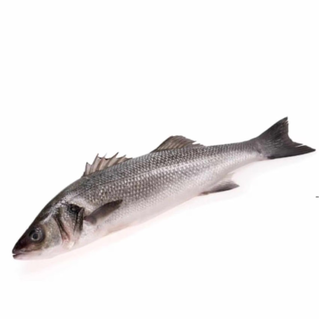 Fresh Sea Bass