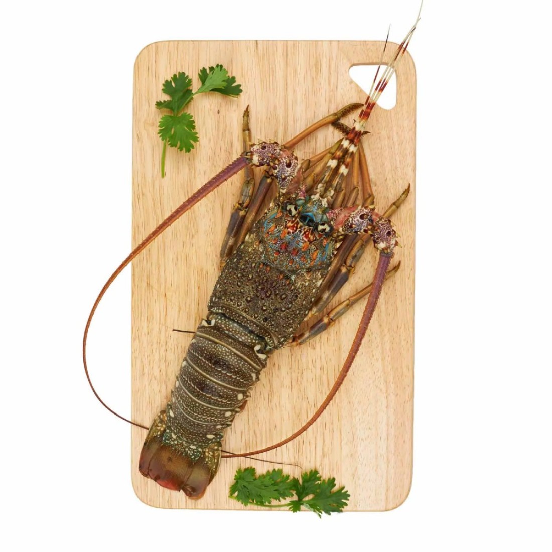 Fresh Lobster