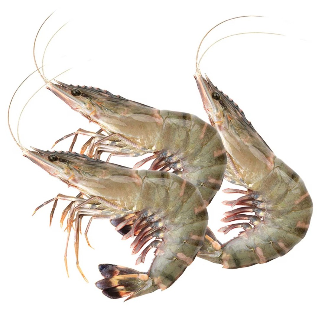 Fresh Shrimps 20/30
