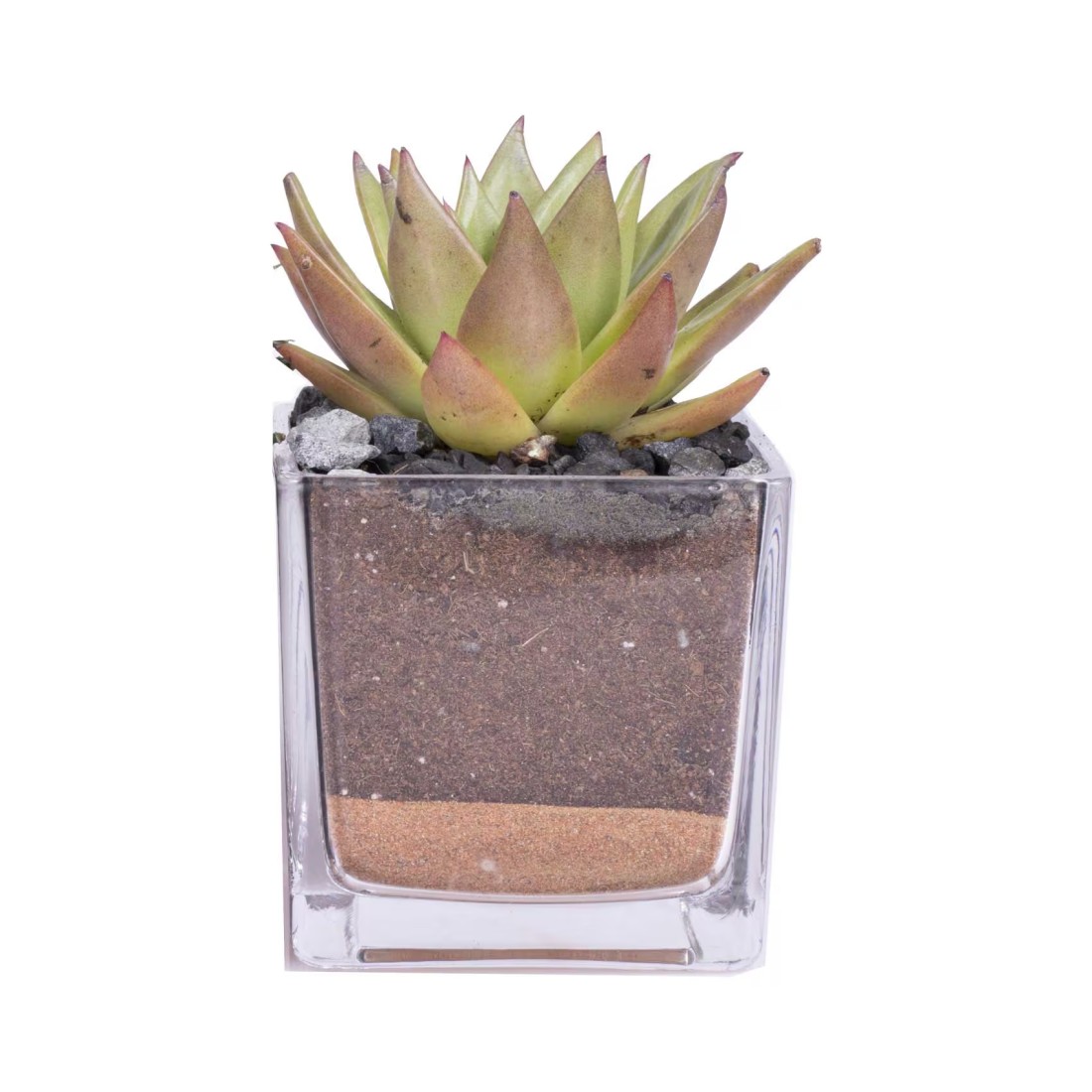 Enable Echeveria in Clear Square Glass Pot 8X8cm