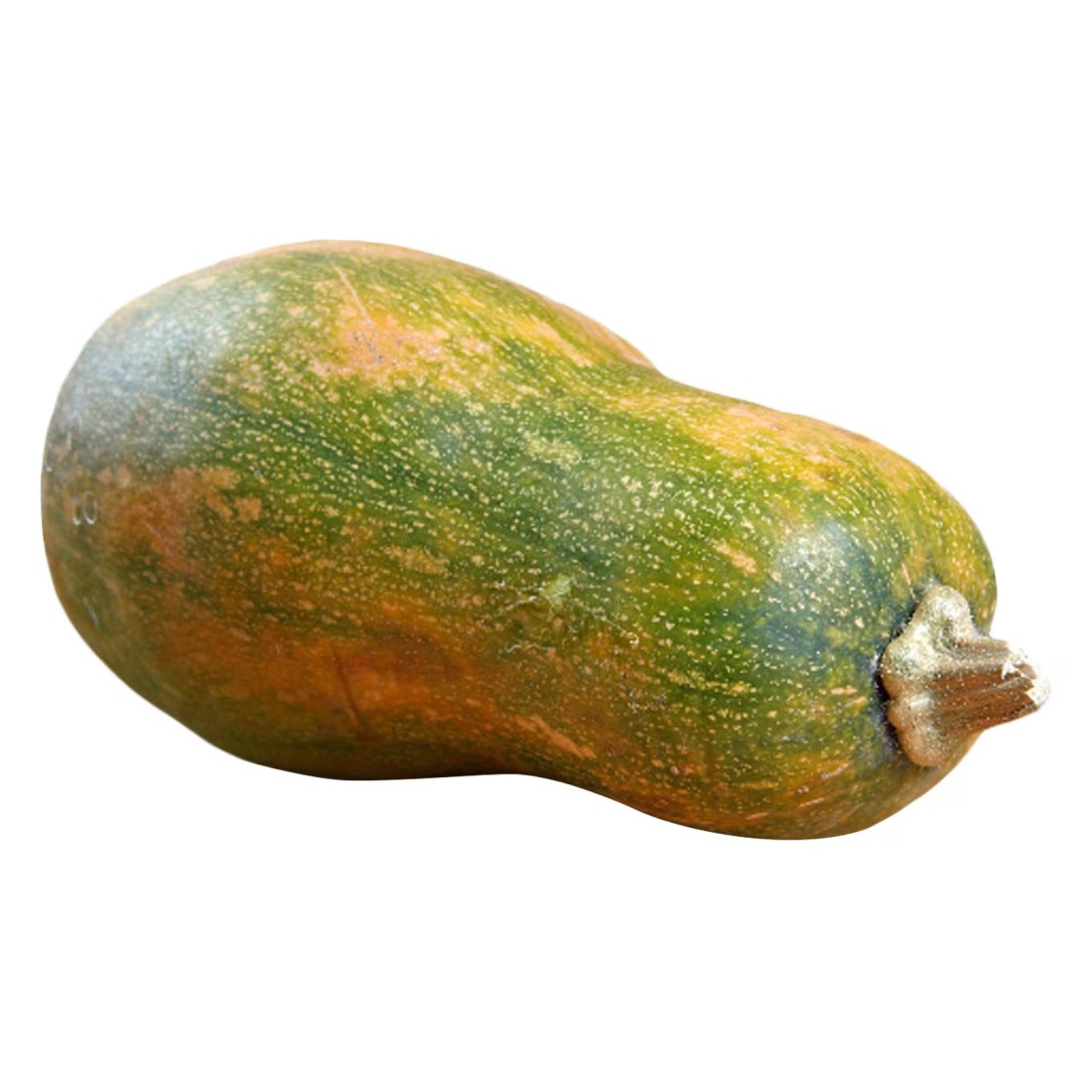 Long Large Pumpkin (Kaddoo)