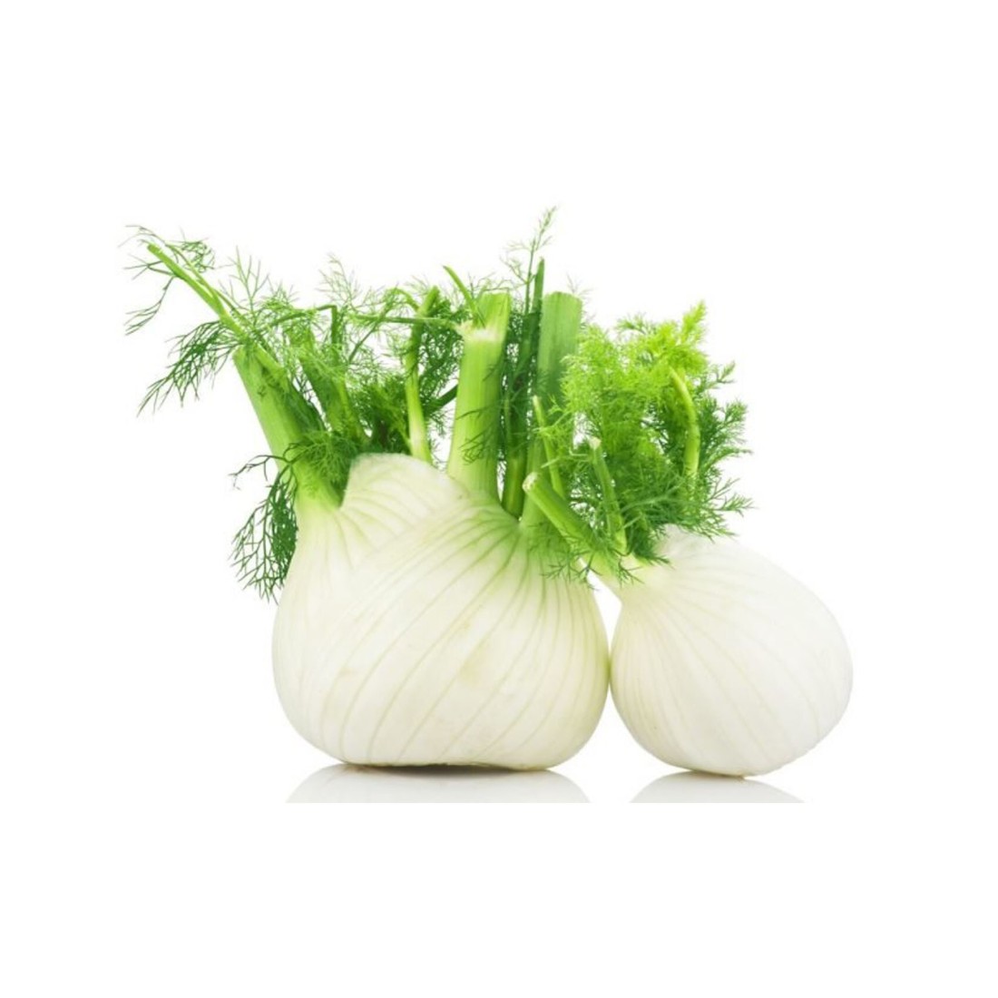 Fennel (Saumph)