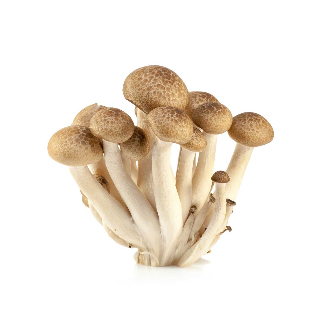 Brown Shimeji Mushroom