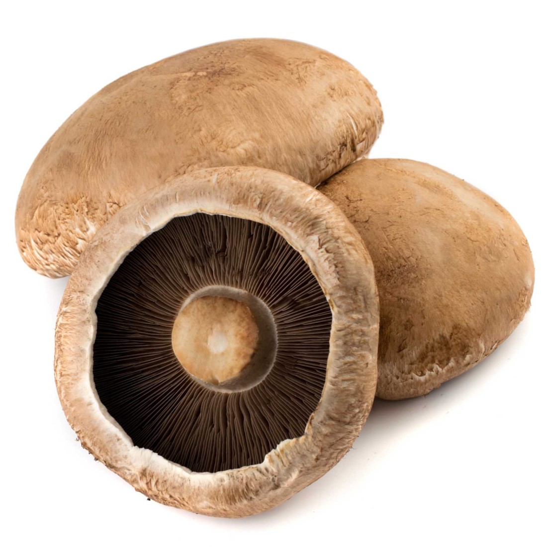 Portobello Mushrooms