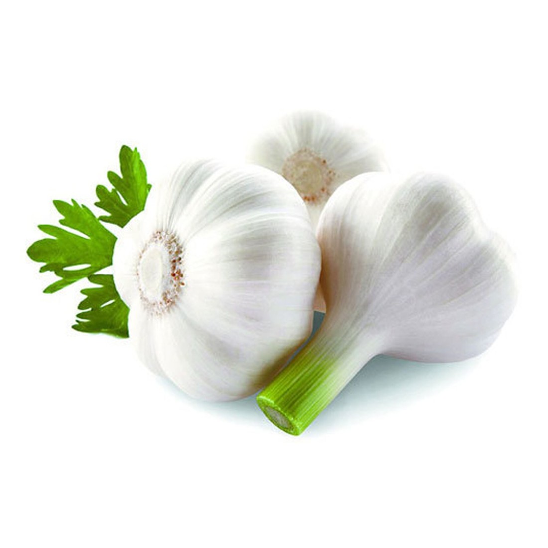 Garlic Fresh