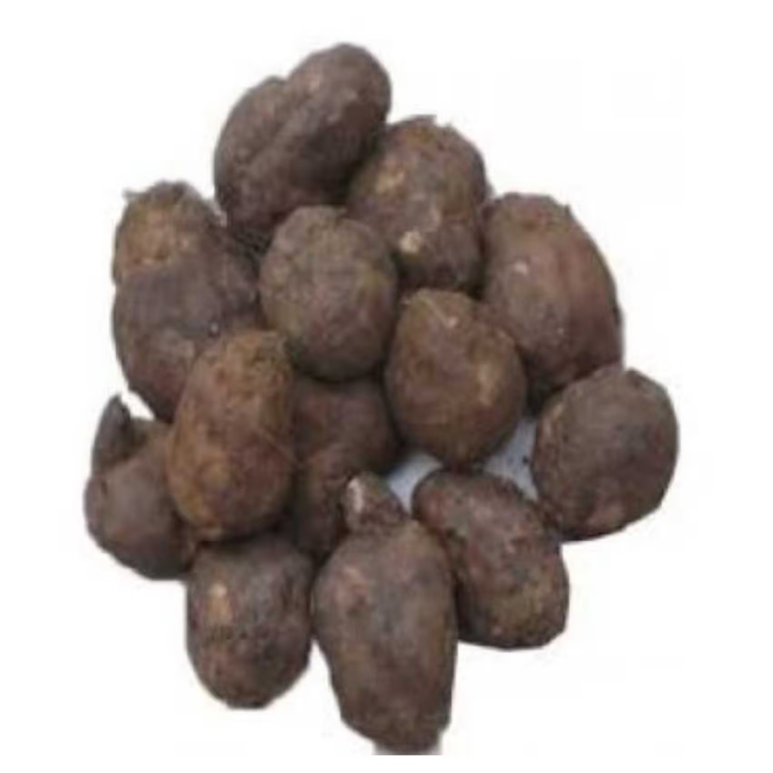 Koorka
