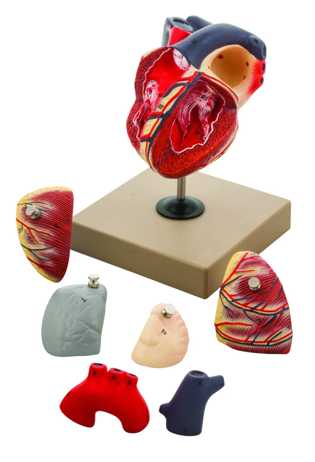 EISCO Human Heart Anatomy Model Hand Painted 7 Detachable Parts Highly Detailed LifeSize Educational Tool for Students and Educators