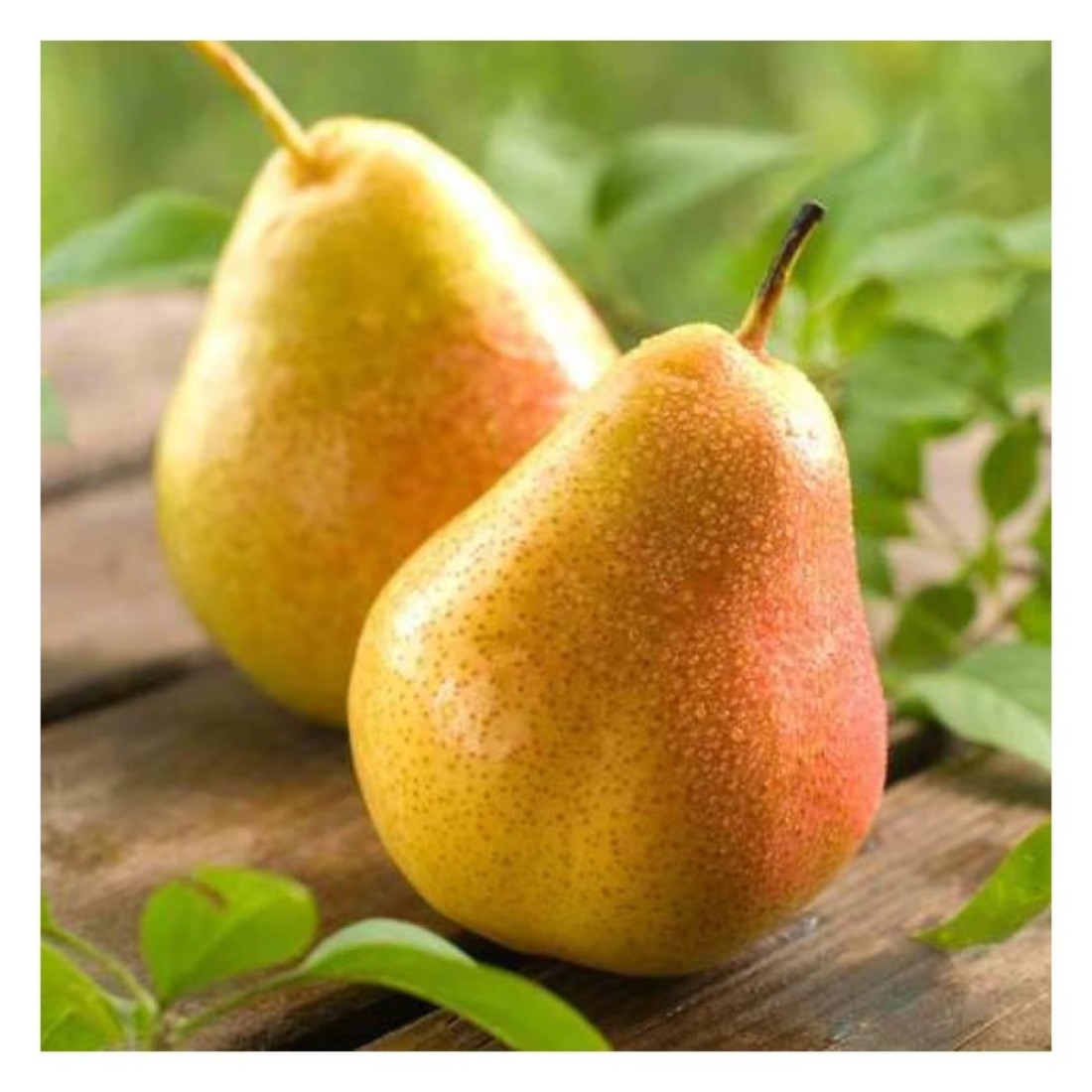كمثرى روزماري