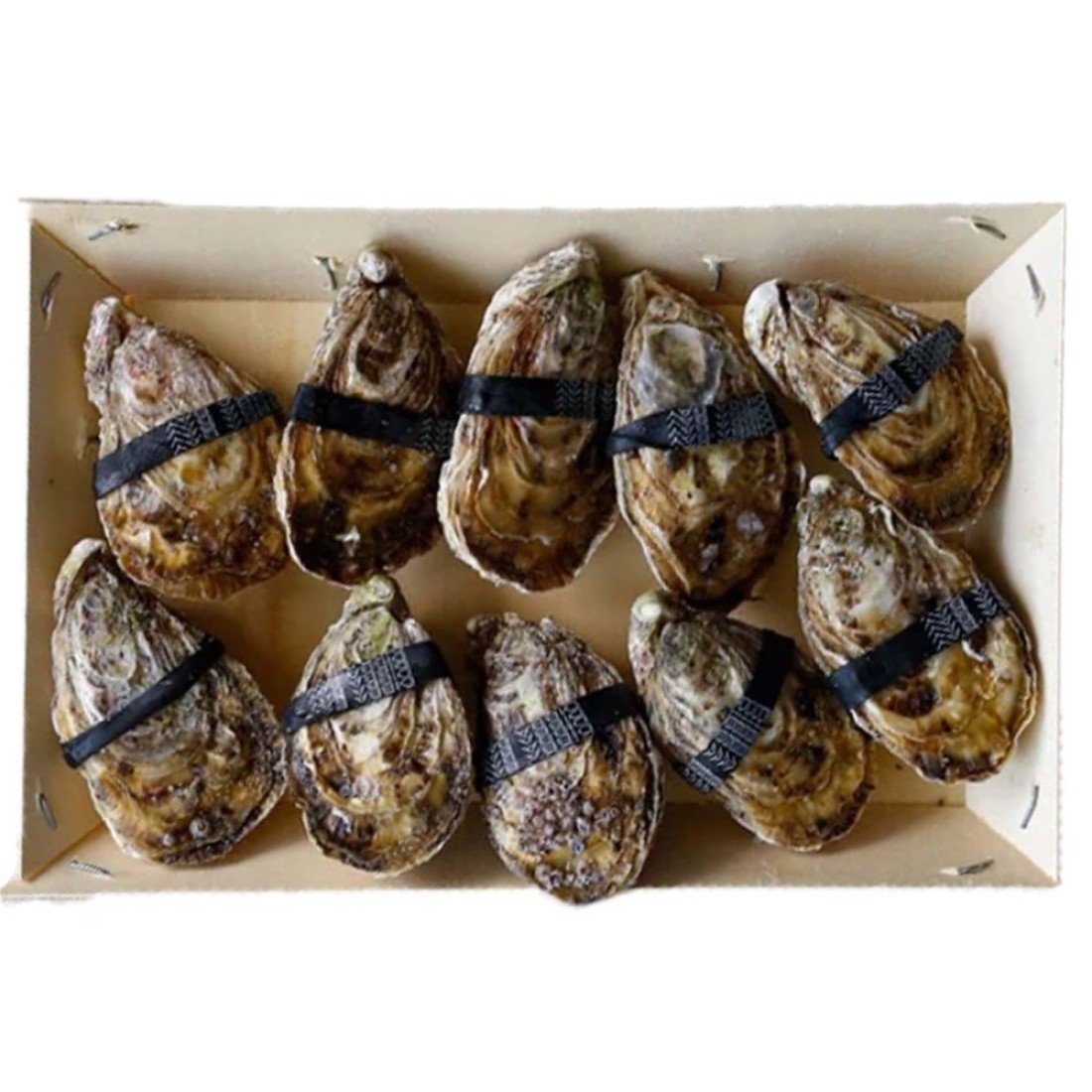 Dibba Bay Oyster N2X10
