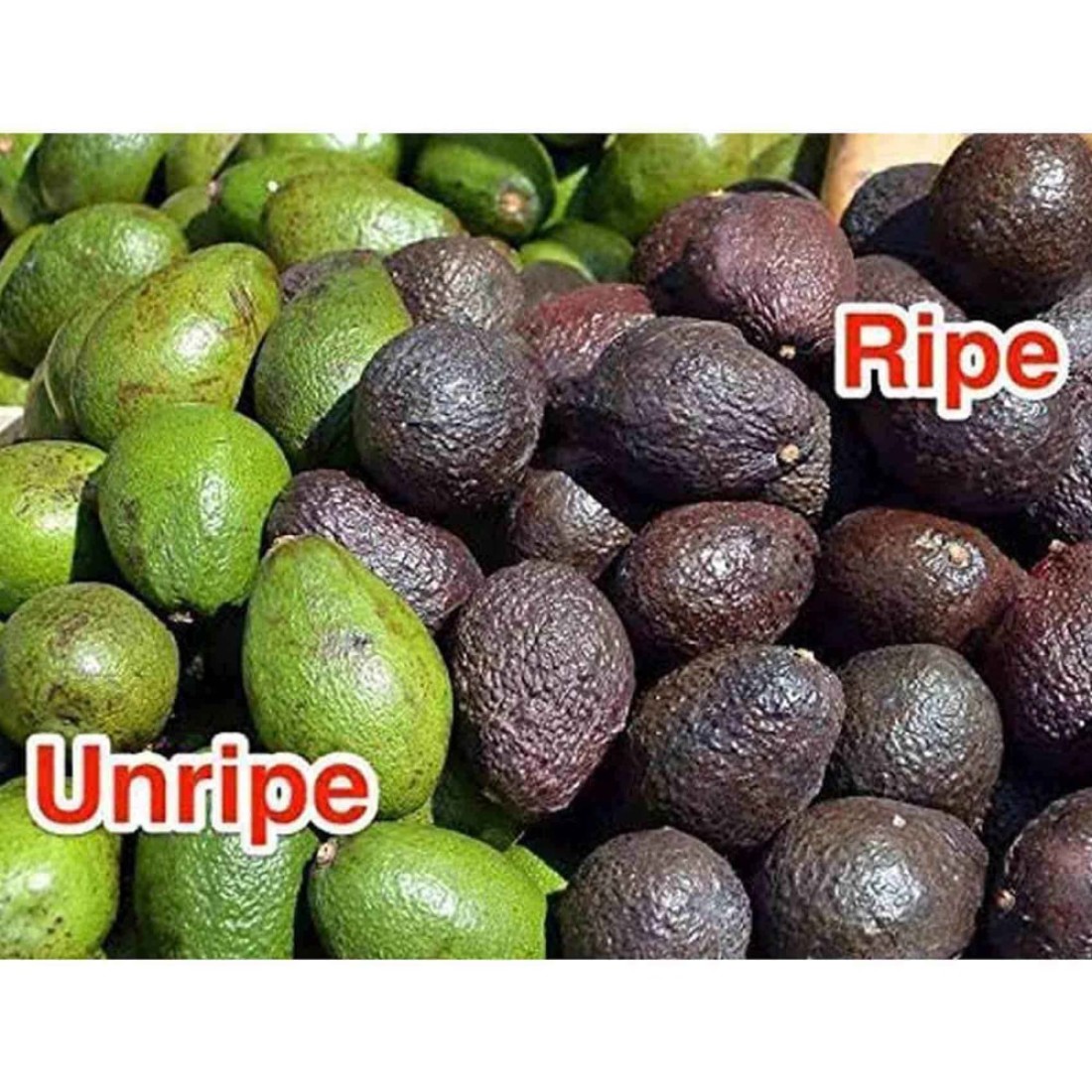 Ripe Organic Avocados 550g