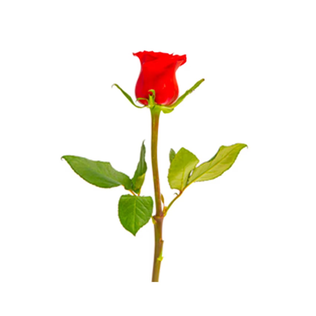 وردة حمراء فاخرة