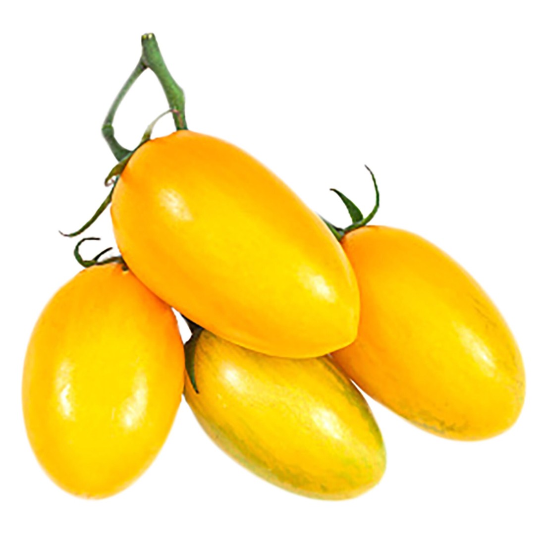مجموعة طماطم صفراء