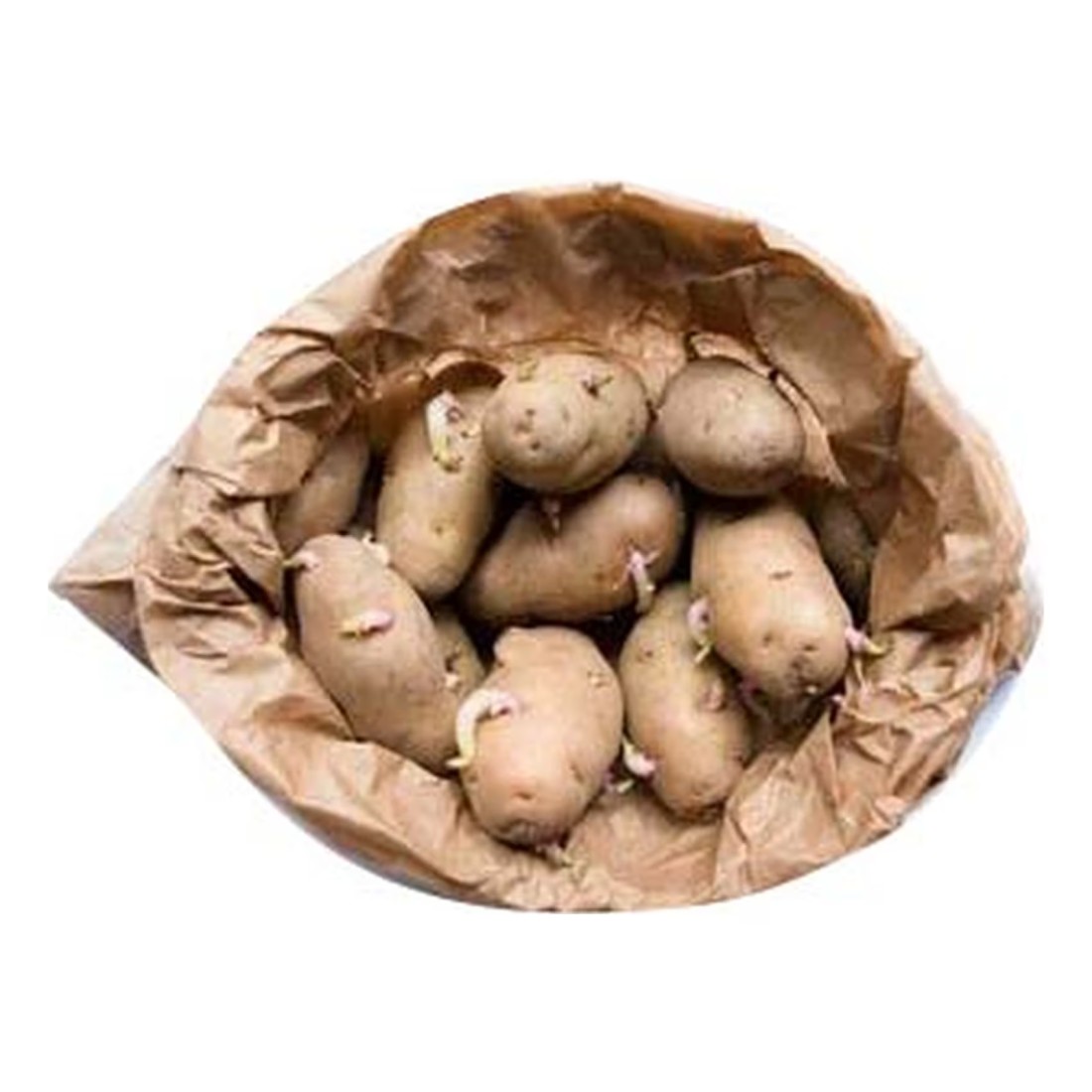 Seed Potato