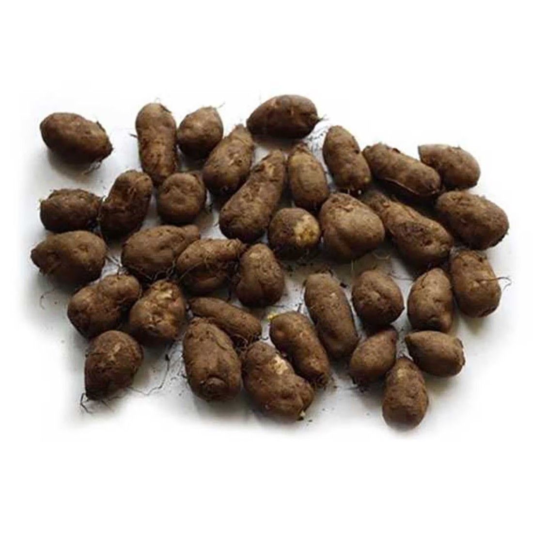 Koorka