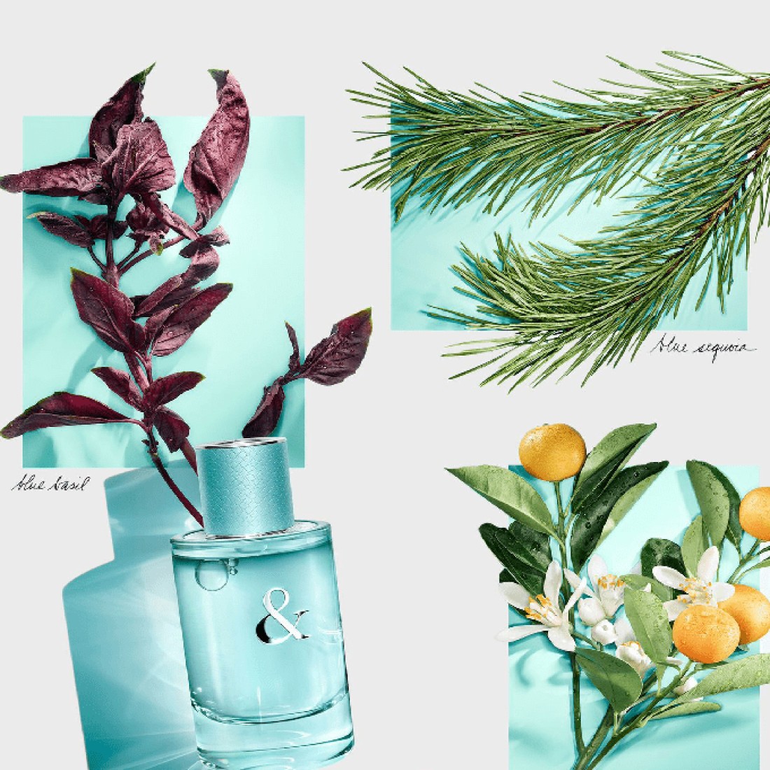عطر تيفاني آند كو لوف فورهير من تيفاني آند كو للنساء - او دي بارفيوم