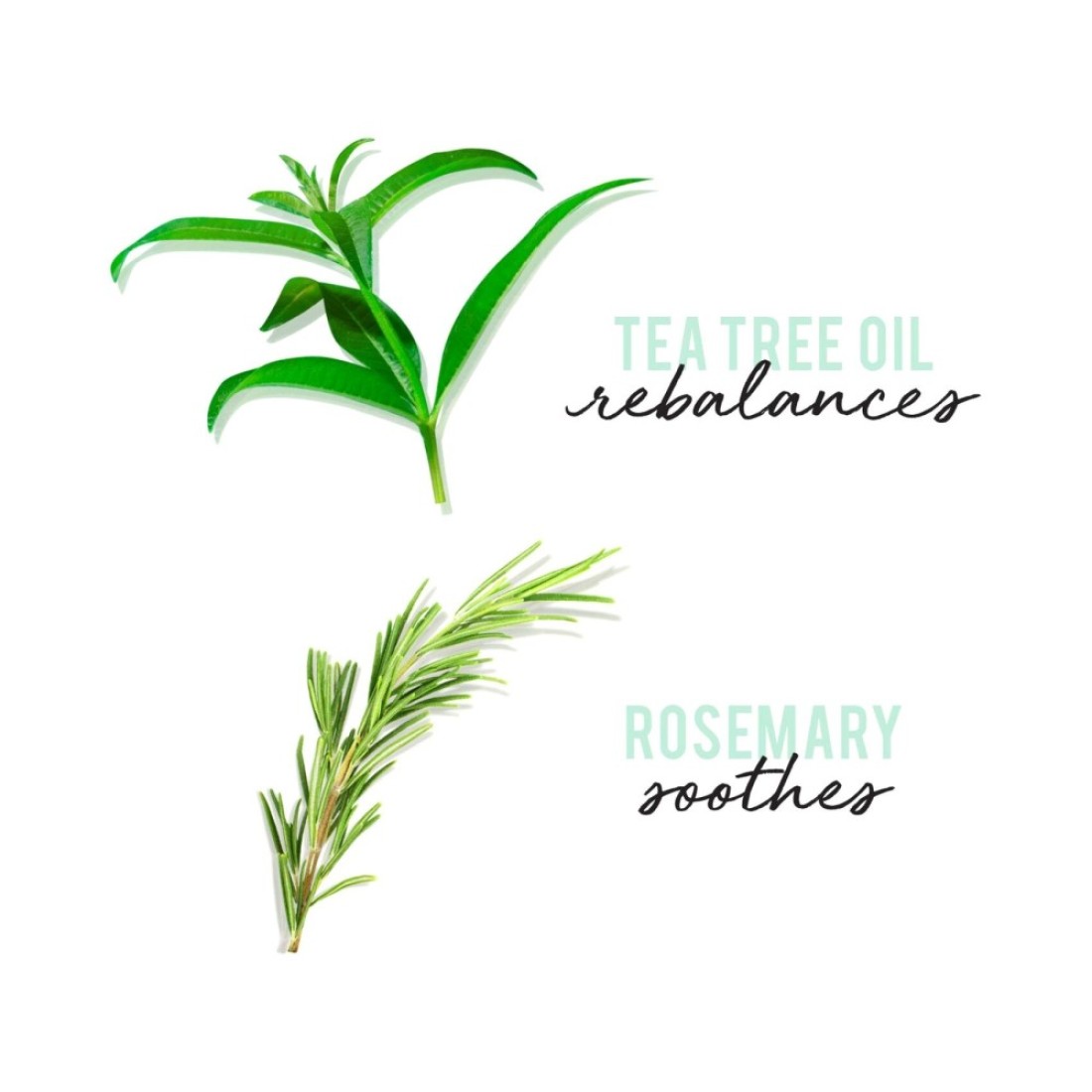 Hask Tea Tree Oil And Rosemary 5-In-1 Leave-In Spray Green 175ml