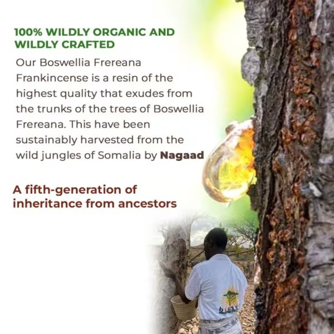 Organic Frankincense Boswellia Frereana Resin