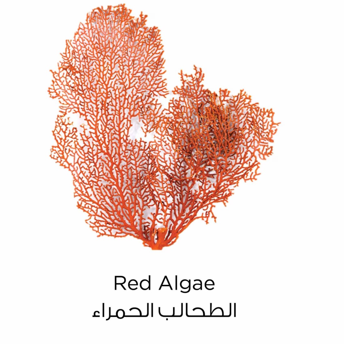 لوريال باريس مطهر الوجه بالطين النقي 150 ملل أحمر
