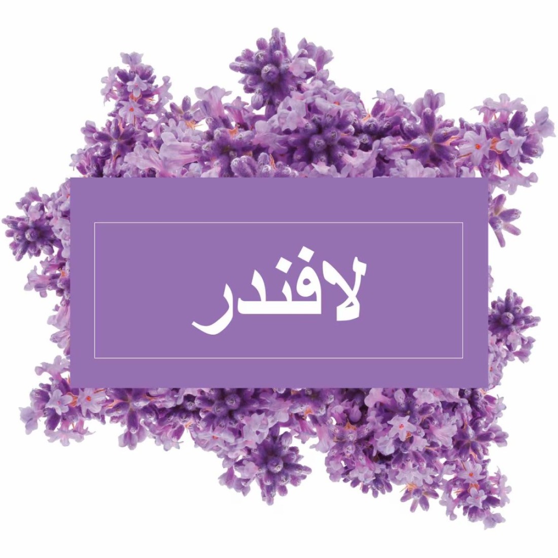 مستر ماسل سائل منظف الأرضيات متعدد الاستعمالات برائحة اللافندر 1 لتر