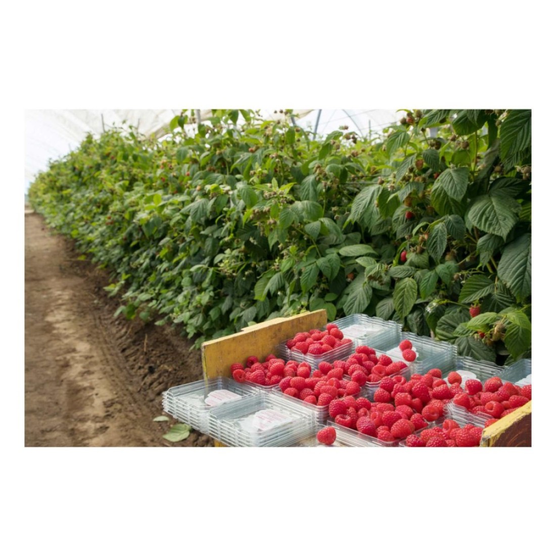 Driscoll&#39;s Raspberries 170g