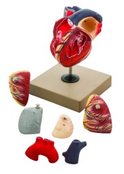 EISCO Human Heart Anatomy Model Hand Painted 7 Detachable Parts Highly Detailed LifeSize Educational Tool for Students and Educators