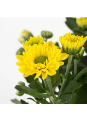 Potted Plant Chrysanthemums Assorted Colours 13cm