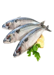 Fresh Big-Eye Mackerel