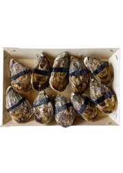 Dibba Bay Oyster N2X10