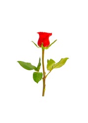 وردة حمراء فاخرة