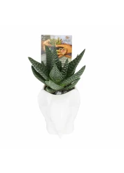 Enable Haworthia in White Elephant Pot 13X19cm