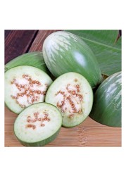 Round Green Eggplant