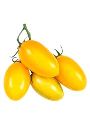 مجموعة طماطم صفراء
