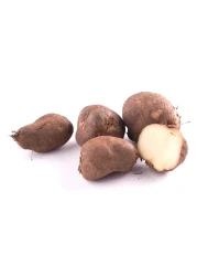 كوركا قلقاس هندي