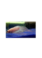 Decorative Blue Sand (20-40 Micrometer) 5 Kg for Aquariums, Pots, and Landscaping