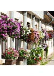 Vsell24 3Pack Morning Glory Flower Seeds For Planting NON GMO Flower Seeds With 98% Cleaness, 95% Purity, 85% Germination Rate 10g