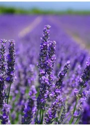 3Pack English Lavender Seeds for Planting Indoors or Outdoors NON GMO Home Garden Seeds With 98% Cleaness, 95% Purity, 85% Germination Rate 10g