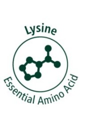 Mervue Lysine 100 Immune Support Supplement for Cats Immune Booster &amp; Respiratory Health Aid Echinacea-Enriched Paste 30ml