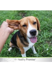 Four Paws Dog Ear Wash – Gentle Ear Cleaning & Itch Relief for Dogs 118Ml