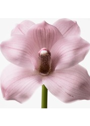 Calvin Klein Euphoria For Women - Eau De Toilette
