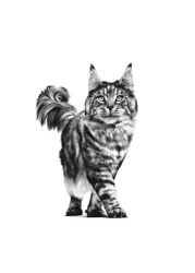 طعام القطط الجاف رويال كانين رينال 2 كجم