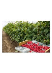 Driscoll&#39;s Raspberries 170g